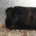 Photo of Charcoal