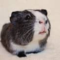 Photo of Pino