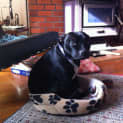 Photo of Abby