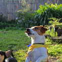 Photo of Rusty (Adopted 10/12)