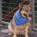 Photo of Tanka (On Trial)