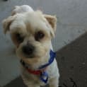 Photo of Benny (On Trial 5/10/12)