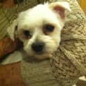 Photo of Benny (On Trial 5/10/12)