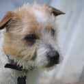 Photo of Patch * On Trial In His New Home *