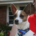 Photo of Spikie (On Trial 12/10/12)