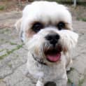 Photo of Wookie (On Trial 12/10/12)