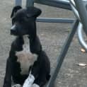 Photo of Charlie (On Trial 12/10/12)