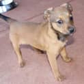 Photo of Daisy(nd053)
