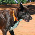 Photo of Charlie (On Hold Pending Adoption First Week Nov)