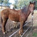 Photo of Bobbi