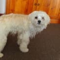 Photo of Cookie (On Trial 20/10/12)