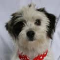 Photo of Archie