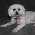 Photo of Misty