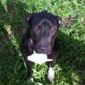 Photo of Roxy