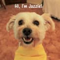 Photo of Jazzie (On Trial 23/10/12)