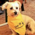 Photo of Jazzie (On Trial 23/10/12)