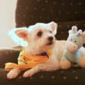 Photo of Bubbles (On Trial In A New Home 4/11/12)