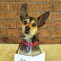 Photo of Little Millie (On Hold Pending Adoption 10/12/12)