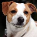 Photo of Rusty (2) (On Trial 27/10/12)