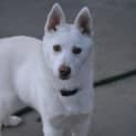 Photo of Tikaani *Adoption Pending*