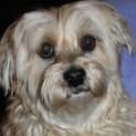 Photo of Misty