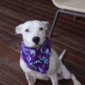 Photo of Lucy (On Trial 17/11/12)