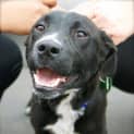 Photo of Koda (Adoption Pending)