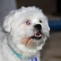 Photo of Zeus (On Trial 1/11/12)
