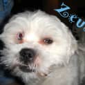 Photo of Zeus (On Trial 1/11/12)