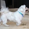 Photo of Zeus (On Trial 1/11/12)