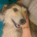 Photo of Molly (On Trial 1/11/12)