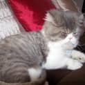 Photo of Oreo