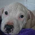 Photo of Odin