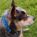 Photo of Patch