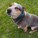 Photo of Patch