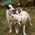 Photo of Laika (Adopted 16/12/2012)