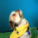 Photo of Bruno (Adopted Approx 19/10/12)