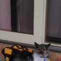 Photo of Daisy