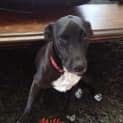Photo of Milly (On Trial 11/12/12)