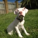 Photo of Dexter