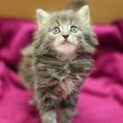 Photo of Kittens!