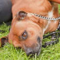 Photo of Abbie Id9049