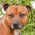 Photo of Abbie Id9049
