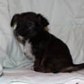 Photo of Lilly