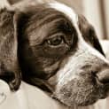 Photo of Sophie The Sweet English Springer Spaniel Pup