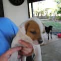 Photo of Dixi