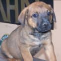 Photo of Razz (On Trial In A New Home 5/11/12)