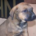 Photo of Razz (On Trial In A New Home 5/11/12)