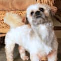 Photo of Bailey (2) (On Trial 5/11/12)