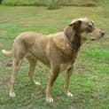 Photo of Gypsy